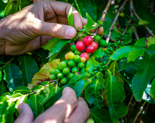 Proceso producción café artesanal