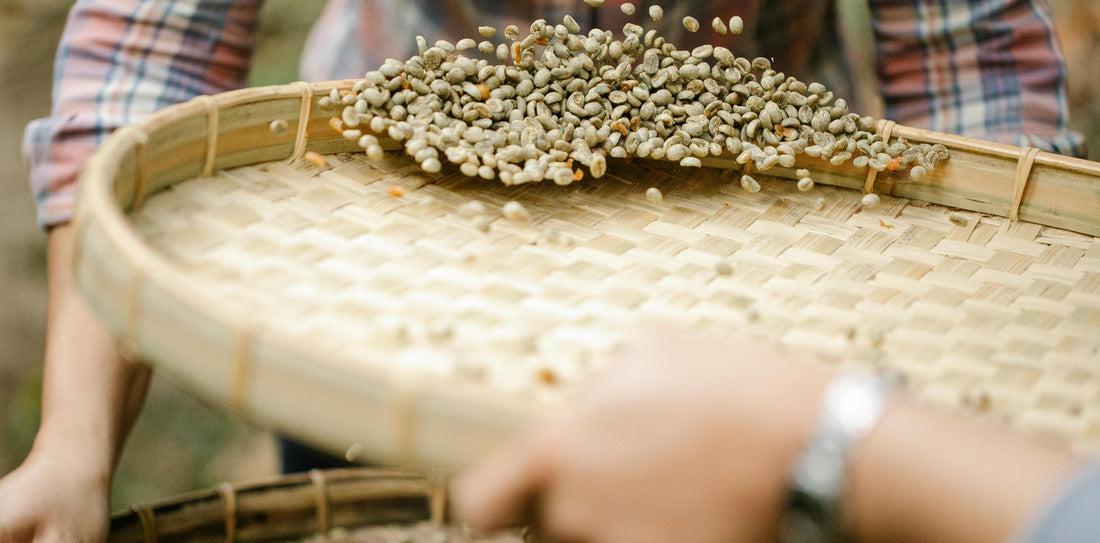 Procesos producción café