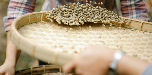 Procesos producción café